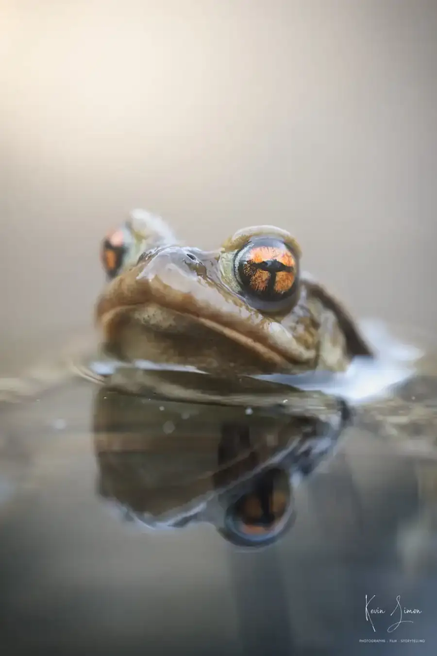Un crapaud en gros plan