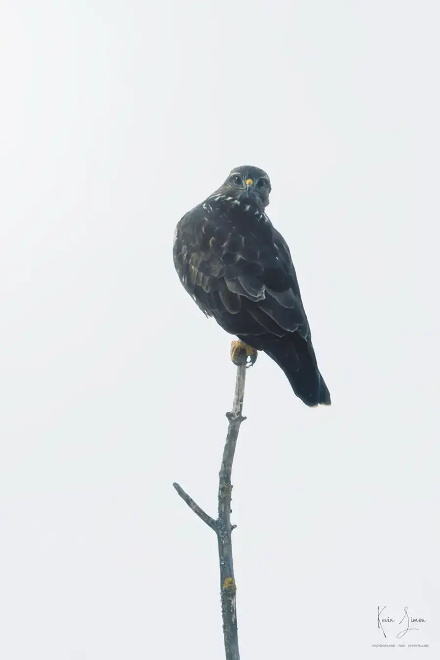 Une buse variable posée, l’œil aux aguets