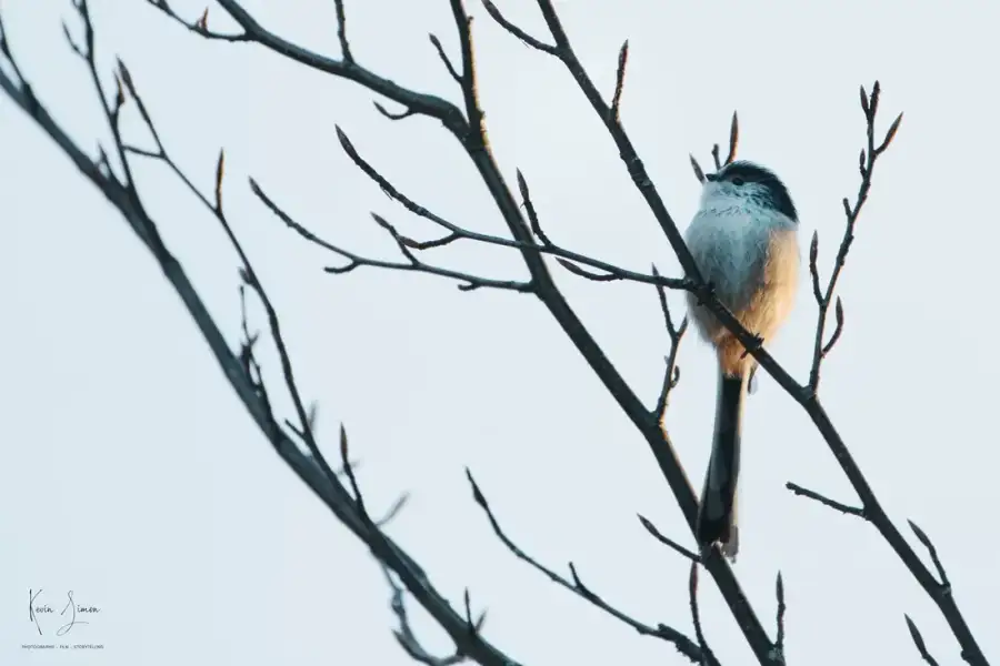 Une mésange à longue queue, plumes gonflées
