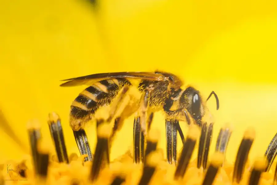 Une abeille butine un tournesol