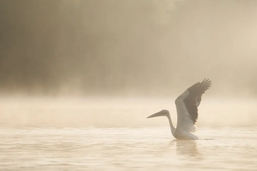 Un oiseau blanc déploie ses ailes dans la brume