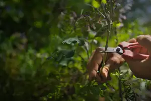 Mains taillant un arbuste au sécateur, formation en ligne Les Alvéoles