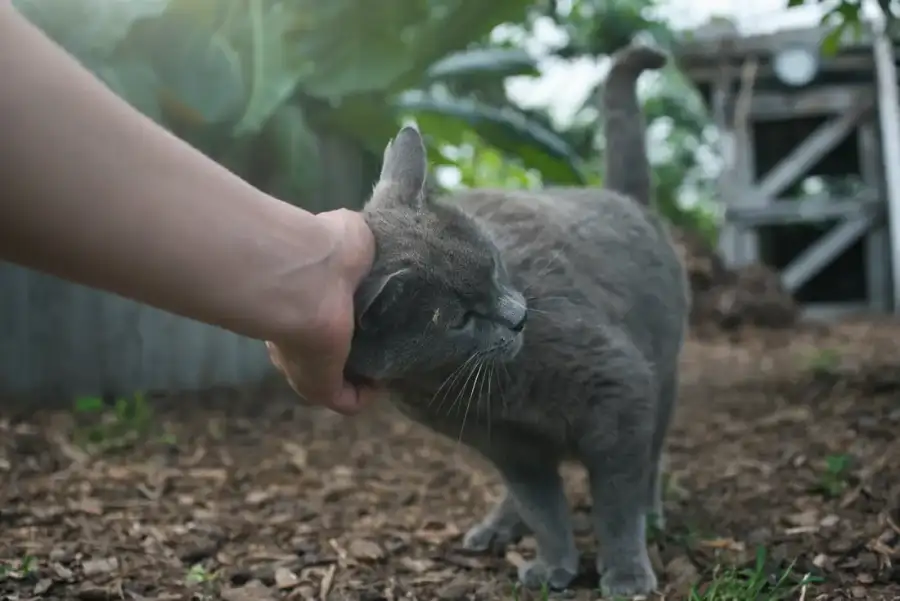 Un chat à l’affût au jardin