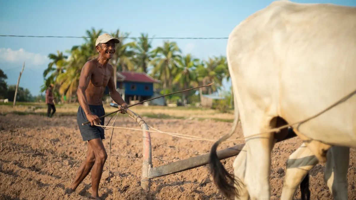Un paysan laboure avec un bœuf au Cambodge, image du film Que notre joie demeure