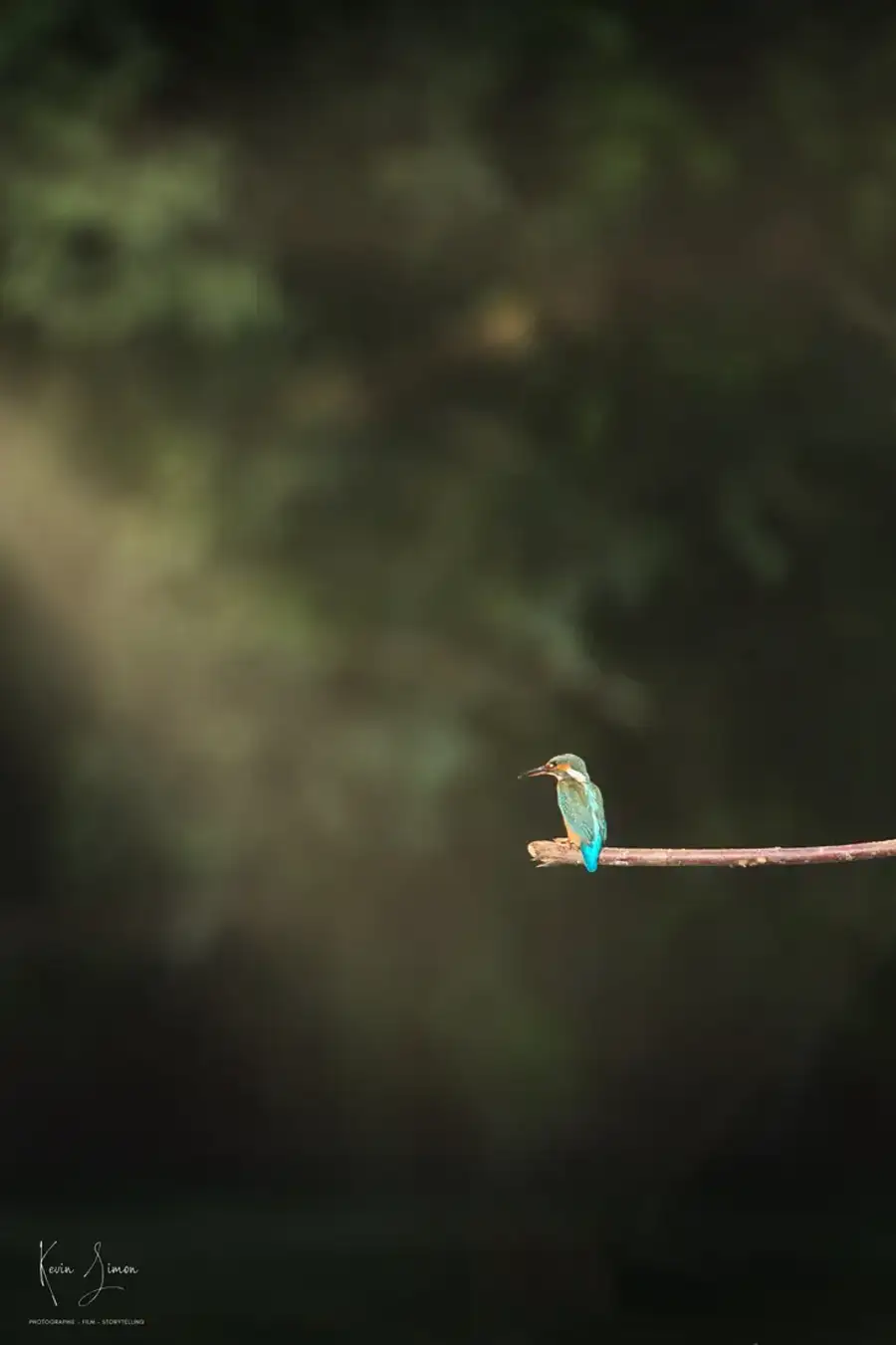 Un martin-pêcheur posé au-dessus de l’eau