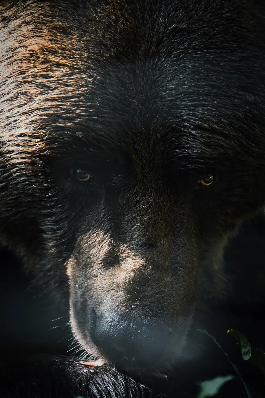 Portrait d’un ours brun