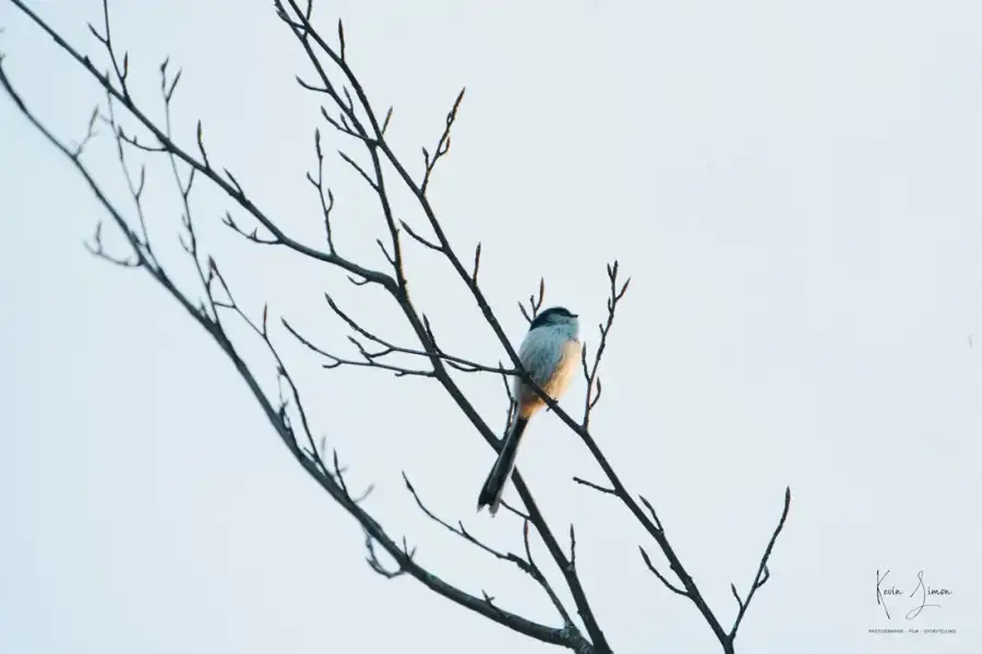 Une mésange à longue queue sur une branche