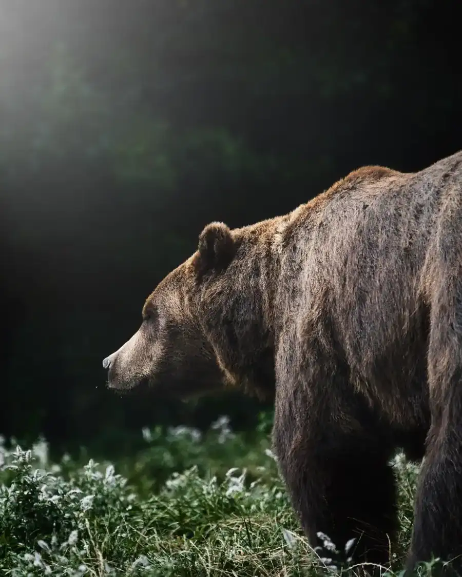 Un ours brun dans la forêt