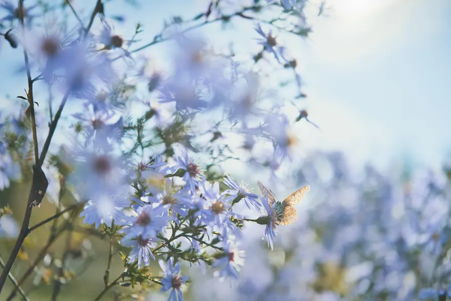 Des fleurs bleues dans la lumière