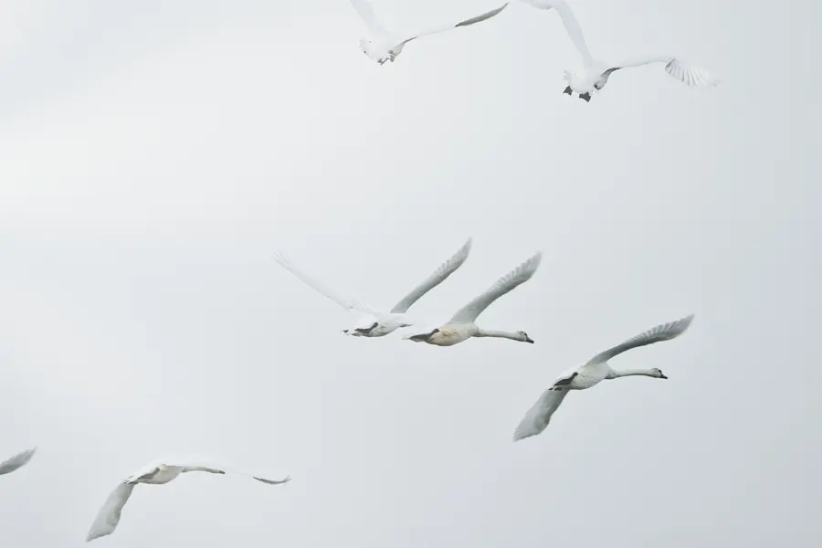 Des oiseaux blancs dans un ciel clair