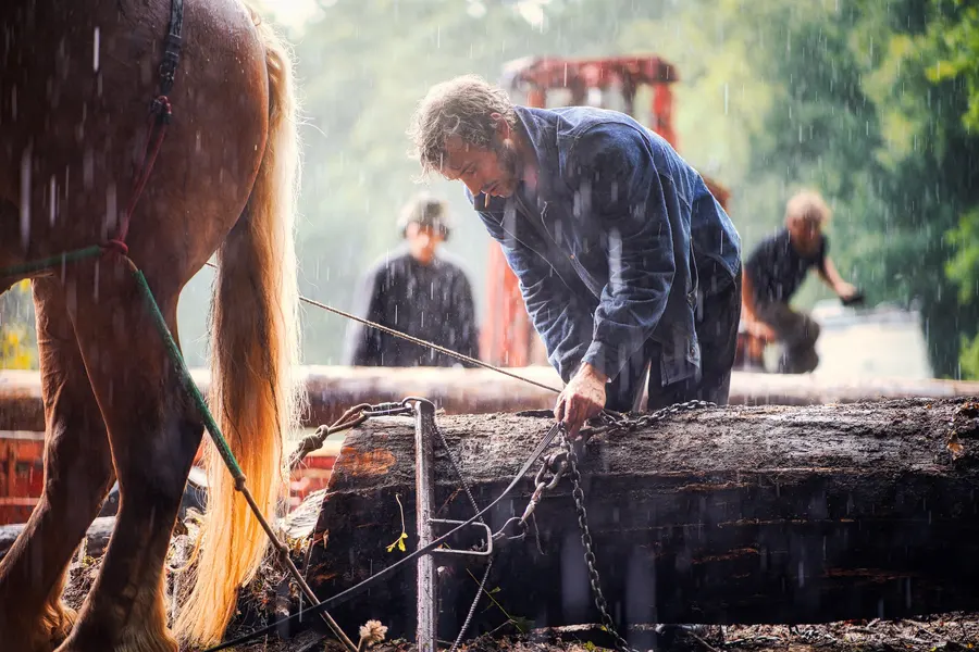 Travail du bois avec un cheval de trait