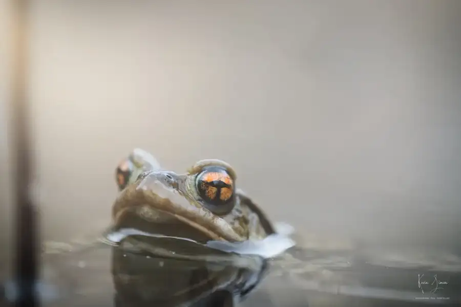 Un crapaud dans l’herbe humide