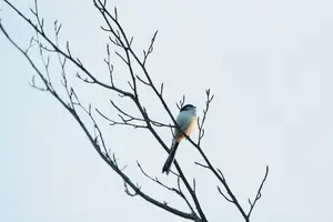 Petit oiseau posé sur une branche nue, photographie nature de Kevin Simon