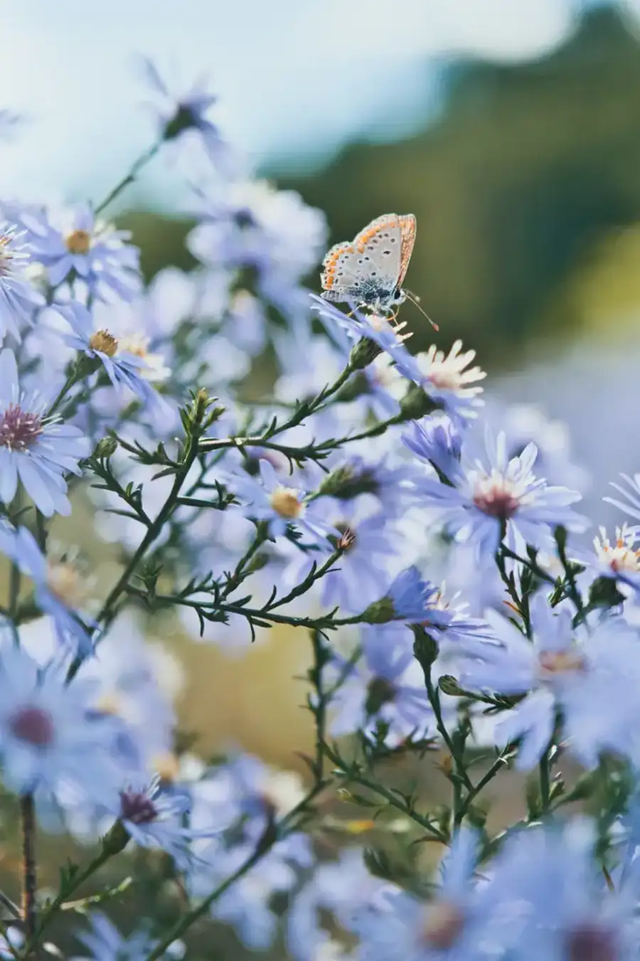 Un papillon posé sur des asters