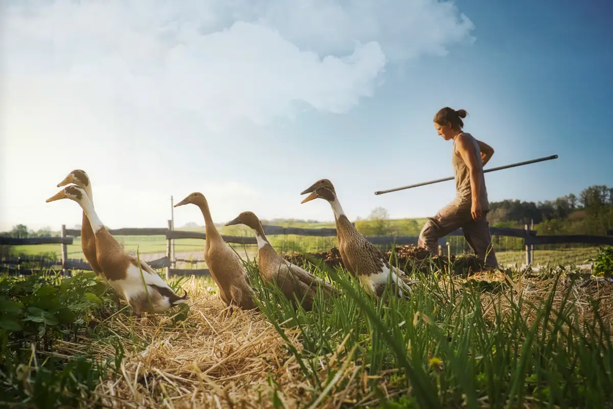 Des canards coureurs guidés par une jeune femme dans un pré