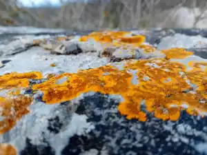 lichen navacelles 1.jpeg